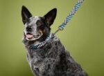 Navy-Blue Mist Keen KEEN Dog Leash - Image 3